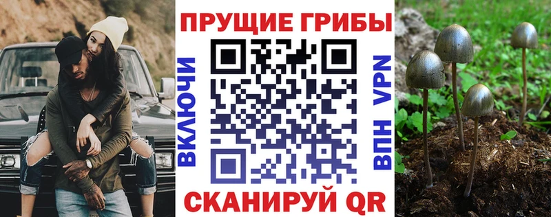 дарнет шоп Медынь Псилоцибиновые грибы Cubensis